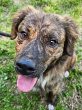 Norton -  Shepherd and Border Collie Dog Available for Adoption in Cumming, Georgia - Norton | PetCurious