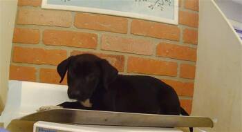 A2089288 -  Staffordshire Bull Terrier and Mixed Breed Dog for Adoption in Houston, Texas - A2089288 | PetCurious