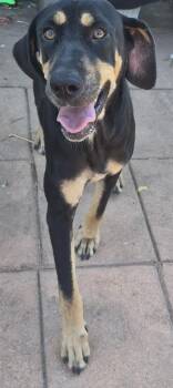 Pepper -  Hound and Mixed Breed Dog for Adoption in Shreveport, Louisiana - Pepper | PetCurious