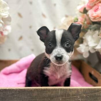 Nars -  Chihuahua Dog for Adoption in Newberg, Oregon - Nars | PetCurious