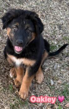 Oakley -  German Shepherd Dog Dog for Adoption in Inez, Texas - Oakley | PetCurious