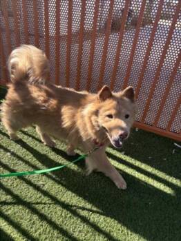 PERRY -  Chow Chow Dog for Adoption in Las Vegas, Nevada - PERRY | PetCurious
