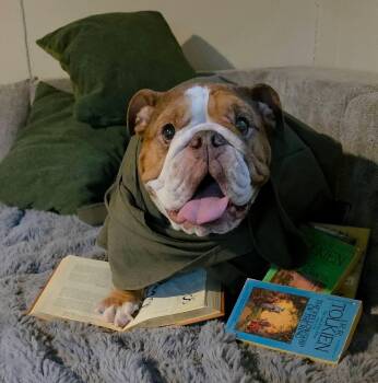 Samwise -  American Bulldog Dog for Adoption in Carrollton, Texas - Samwise | PetCurious