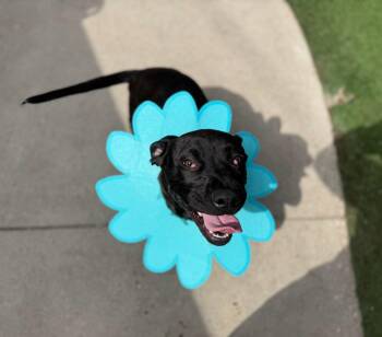 Pit Bull Terrier Dogs Available for Adoption in Dallas, Texas - Dior | PetCurious