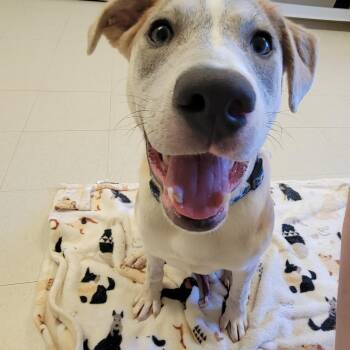 Hulk -  Labrador Retriever and Husky Dog for Adoption in West Jefferson, Ohio - Hulk | PetCurious