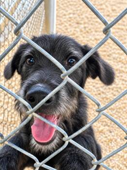 Victoria -  Poodle Dog for Adoption in Lacon, Illinois - Victoria | PetCurious