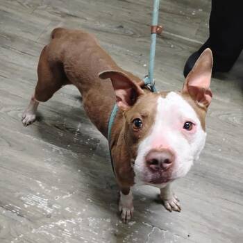 Mixed Breed Dogs Available for Adoption in Summerville, South Carolina - Mira | PetCurious