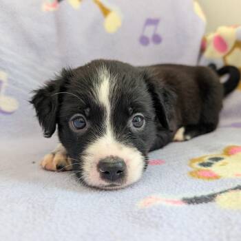 Dachshund and Mixed Breed Dogs Available for Adoption in Huntsville, Alabama - Cadence | PetCurious