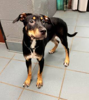 Nairobi -  Mixed Breed Dog for Adoption in Nashville, Tennessee - Nairobi | PetCurious