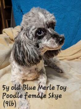 Skyy -  Poodle Dog for Adoption in Plant City, Florida - Skyy | PetCurious