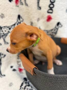 Bixby Lime Green collar -  Terrier Dog for Adoption in Syracuse, Indiana - Bixby Lime Green Collar | PetCurious