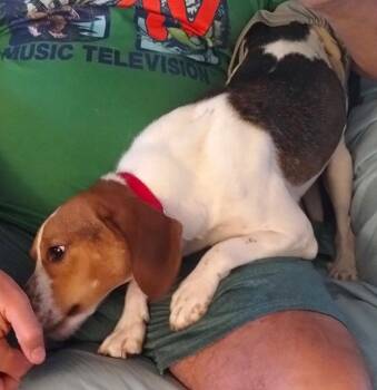 Beagle Dogs Available for Adoption in Dunnellon, Florida - Beasley | PetCurious