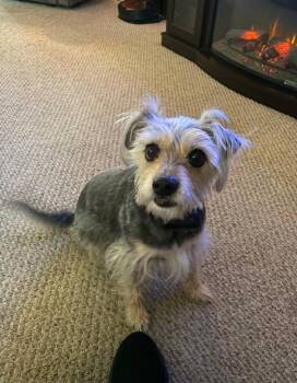 Terrier Dogs Available for Adoption - Rylee | PetCurious