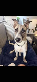 Rescue German Shepherd Dog and Whippet Dogs for Adoption in Columbia, Maryland - Roger | PetCurious
