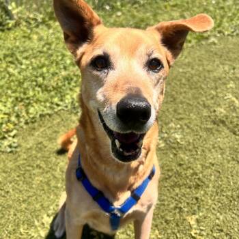 Lyla -  Golden Retriever and Greyhound Dog for Adoption in Estes Park, Colorado - Lyla | PetCurious