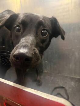 CRISLEY -  Labrador Retriever Dog for Adoption in San Antonio, Texas - CRISLEY | PetCurious