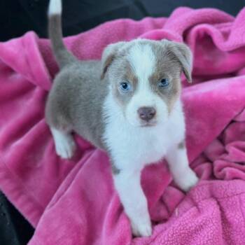 Mixed Breed Dogs Available for Adoption in St. Peters, Missouri - Sterling | PetCurious