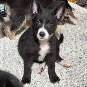 Rescue Husky and Mixed Breed Dogs for Adoption in Buffalo, Minnesota - Titan | PetCurious