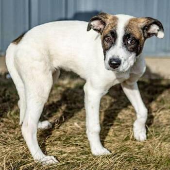 Anatolian Shepherd and Mixed Breed Dogs Available for Adoption - Amari | PetCurious