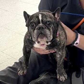 Frank the Tank -  French Bulldog Dog for Adoption in Cedar Park, Texas - Frank The Tank | PetCurious