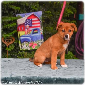 Skittles -  Labrador Retriever Dog for Adoption in Wake Forest, North Carolina - Skittles | PetCurious