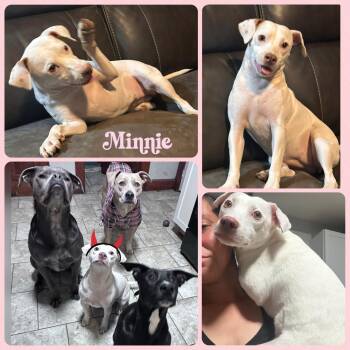 Rescue Jack Russell Terrier and Chihuahua Dogs for Adoption in Plainfield, Connecticut - Minnie (NO MEN) | PetCurious