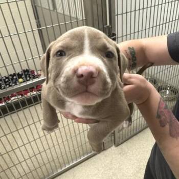 Sparrow -  Pit Bull Terrier Dog for Adoption - Sparrow | PetCurious