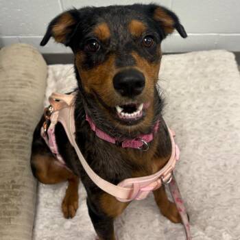 Mixed Breed Dogs Available for Adoption in Sarasota, Florida - Willow | PetCurious