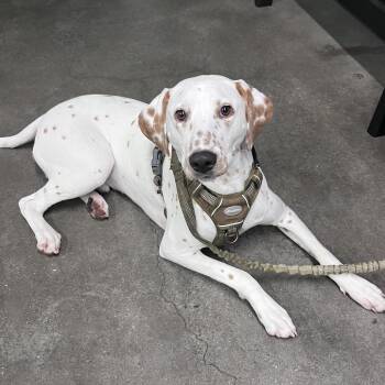 Specks -  Dalmatian Dog for Adoption in Tampa, Florida - Specks | PetCurious