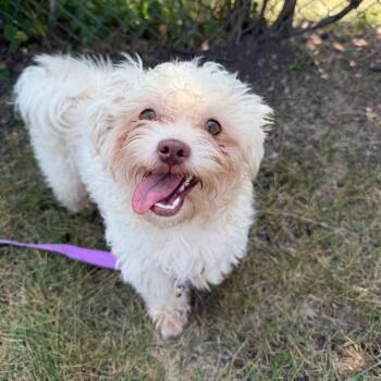 Dolly -  Mixed Breed Dog for Adoption in Oshkosh, Wisconsin - Dolly | PetCurious