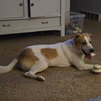 Rescue Mixed Breed Dogs for Adoption in Boone, Iowa - Bandit | PetCurious