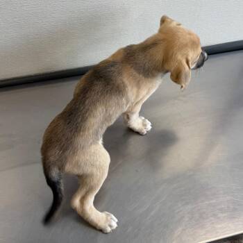 Kroger -  Mixed Breed Dog for Adoption in Las Cruces, New Mexico - Kroger | PetCurious