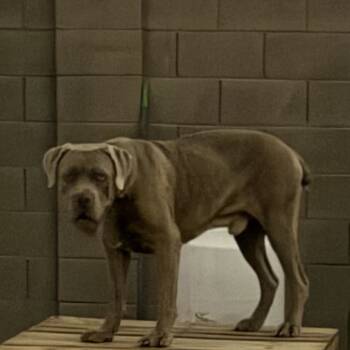 Rescue Mastiff and Cane Corso Dogs for Adoption in Phoenix, Arizona - Hulk | PetCurious