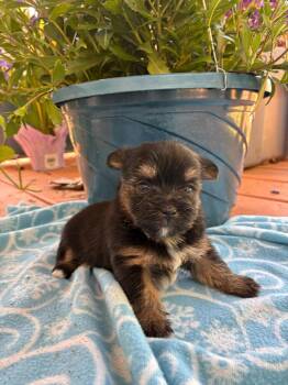 Yorkshire Terrier Dogs Available for Adoption in Pacolet, South Carolina - Hera Apr 26 - Available For Adoption 6/10/26 | PetCurious
