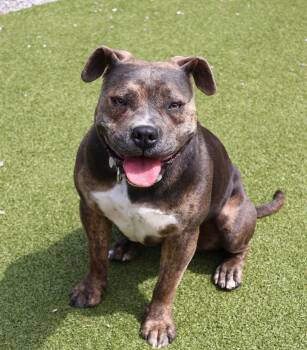 American Staffordshire Terrier Dogs Available for Adoption in Rockaway, New Jersey - TT Athens | PetCurious