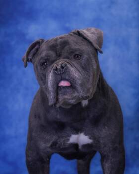 Bulldog Dogs Available for Adoption - CHEF (0441) | PetCurious