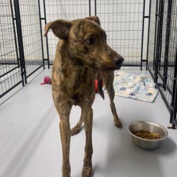 Flash -  Mixed Breed Dog for Adoption in Henderson, Kentucky - Flash | PetCurious
