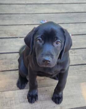 Labrador Retriever Dogs Available for Adoption in Chicopee, Massachusetts - MIKA | PetCurious