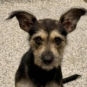 Haven -  Terrier Dog for Adoption in Hondo, Texas - Haven | PetCurious