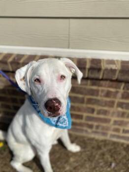 Mixed Breed and American Bulldog Dogs Available for Adoption in Dickson, Tennessee - Lumere | PetCurious
