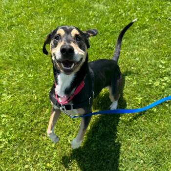George -  Mixed Breed Dog for Adoption in Middlebury, Vermont - George | PetCurious