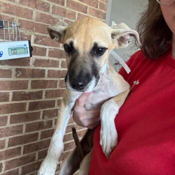 Estella -  Pit Bull Terrier Dog for Adoption in Birmingham, Alabama - Estella | PetCurious