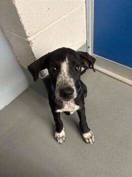 MICKEY -  German Shorthaired Pointer and Mixed Breed Dog for Adoption in Visalia, California - MICKEY | PetCurious