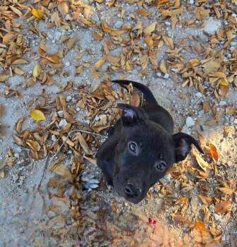 Rescue Staffordshire Bull Terrier and German Shepherd Dog Dogs for Adoption in Junction, Texas - Marcia | PetCurious