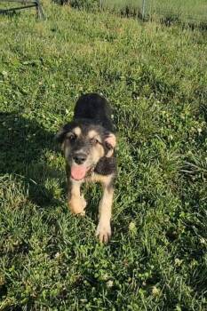 Hamm -  German Shepherd Dog Dog Available for Adoption in Ashland, Kentucky - Hamm | PetCurious