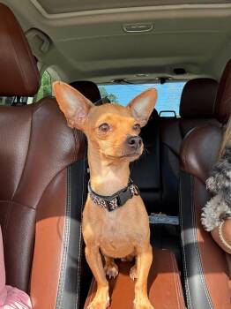 Juanita -  Chihuahua Dog for Adoption in Gulfport, Mississippi - Juanita | PetCurious