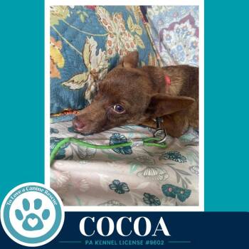 Cocoa 071826 -  Chihuahua Dog for Adoption in Kimberton, Pennsylvania - Cocoa 071826 | PetCurious
