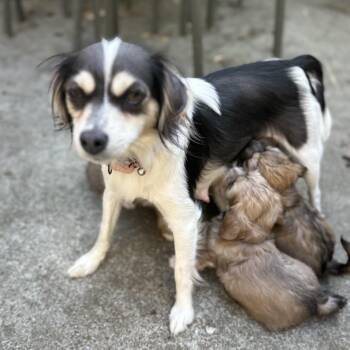LIBBY -  Terrier Dog for Adoption in Richmond, California - LIBBY | PetCurious