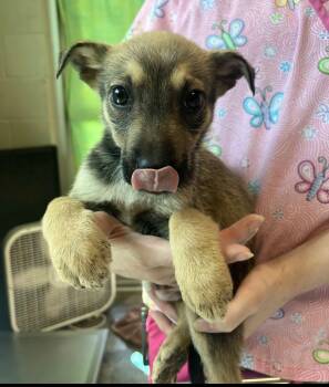 Terrier and Chiweenie Dogs Available for Adoption - Tortellini | PetCurious