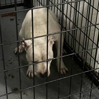 Bri -  Terrier Dog for Adoption in St. Louis, Missouri - Bri | PetCurious